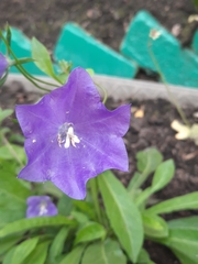 Campanula