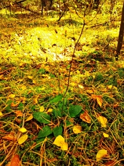 Hieracium sylvularum