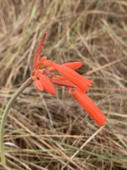 Cyrtanthus brachyscyphus