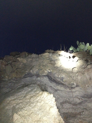 Bogertophis subocularis