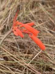 Cyrtanthus brachyscyphus