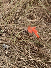 Cyrtanthus brachyscyphus