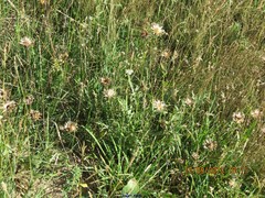 Centaurea scabiosa cephalariifolia