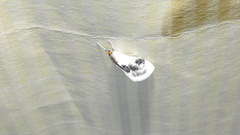 Cliniodes ostreonalis
