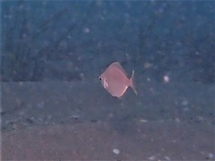 Parequula melbournensis