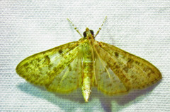 Palpita freemanalis