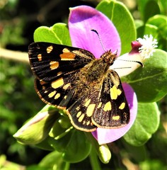 Metisella metis metis