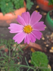 Cosmos bipinnatus