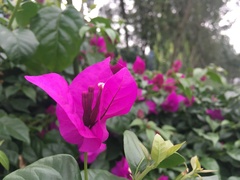 Bougainvillea glabra