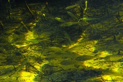 Atherinosoma microstoma