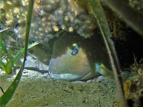 Baldchin groper (Choerodon rubescens) — Labridae — 4