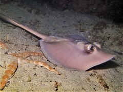 Trygonoptera personata