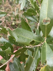 Olea capensis macrocarpa