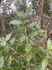 Olea capensis macrocarpa