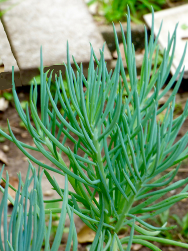Narrow-Leaf Chalksticks (Senecio cylindricus)