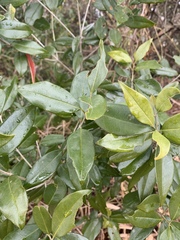 Olea capensis macrocarpa