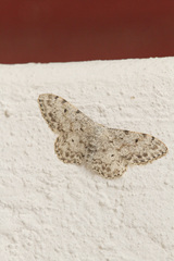 Idaea camparia