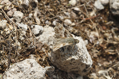 Muschampia orientalis