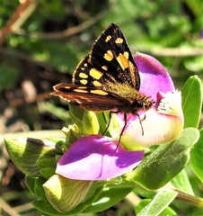 Metisella metis metis