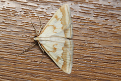 Ephelis cruentalis