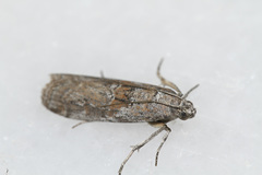 Ancylosis oblitella