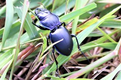 Pasimachus elongatus