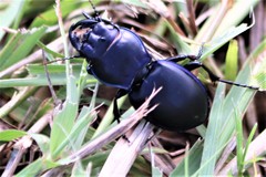 Pasimachus elongatus