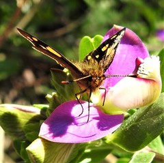 Metisella metis metis