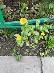 Calendula officinalis