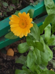 Calendula officinalis