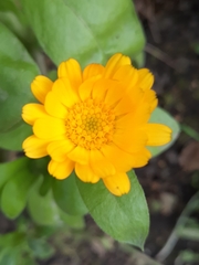 Calendula officinalis
