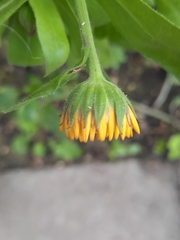 Calendula officinalis
