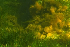 Sillaginodes punctatus