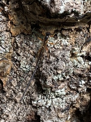 Dolichomitus imperator