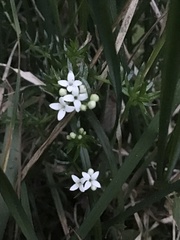 Asperula scoparia