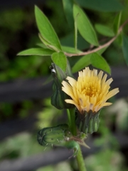 Sonchus oleraceus