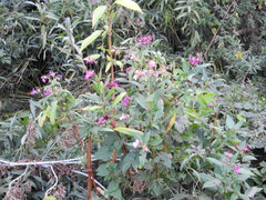 Impatiens glandulifera