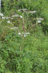 Angelica anomala