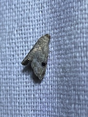 Abablemma brimleyana