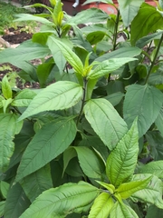 Helianthus tuberosus