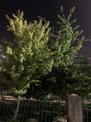 Liquidambar formosana