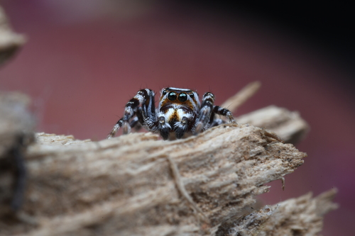 Metaphidippus chera