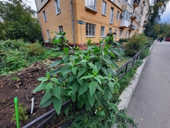 Helianthus tuberosus