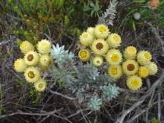 Achyranthemum mucronatum