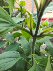 Helianthus tuberosus