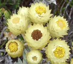 Achyranthemum mucronatum