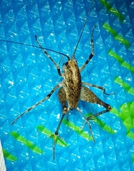 Diestrammena unicolor