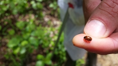 Chrysomela mainensis