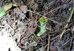 Bidentolophus bidens