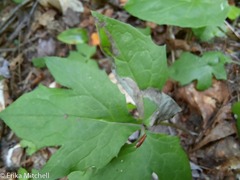 Liriomyza orilliensis